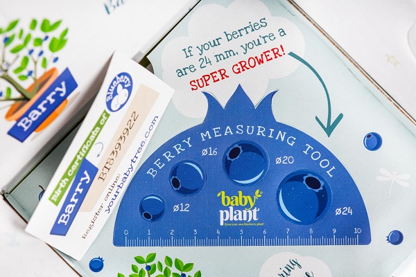 Berry-measuring-tool