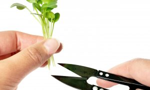 Cress scissors Cress scissors