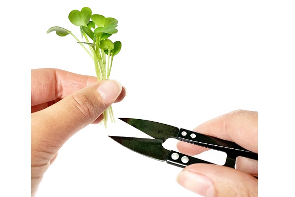 Cress scissors