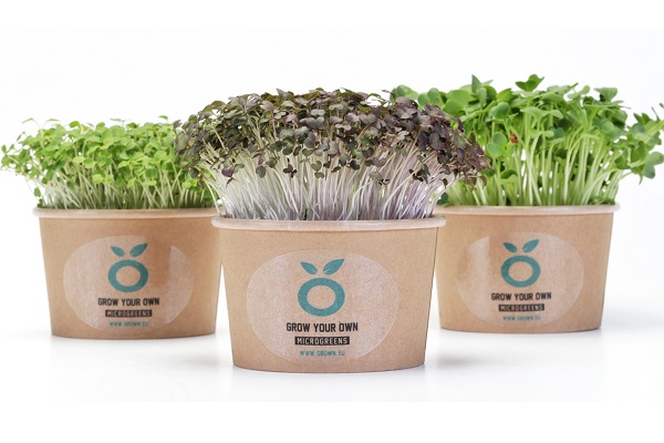 grow kit cresses 3