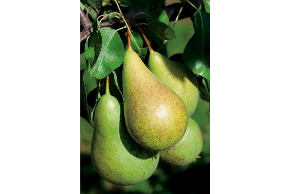 pears