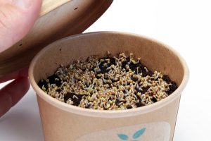 rucola cress seeded