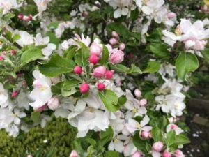 bees and blossom