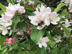 bees and blossom