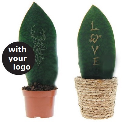 sanseveria 400 with your logo sanseveria 400 with your logo