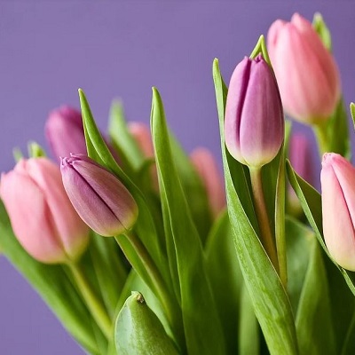 tulpen in bloei 400 tulpen in bloei 400
