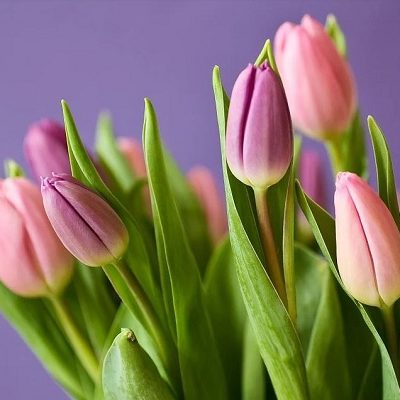 tulpen in bloei tulpen in bloei